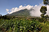 Tobacco plantations on steep slopes of the Mount Lawu. 
